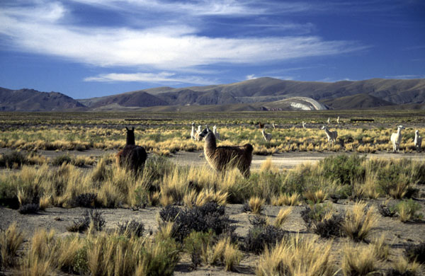 Anal Girl in Cafayate